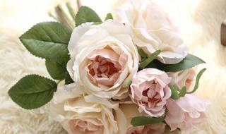 全球最稀有的十大玫瑰花 路易十四玫瑰花